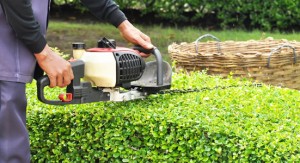 Landscaper trimming hedges